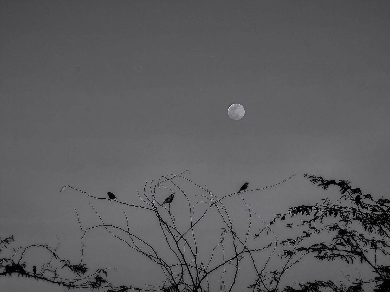 Moonlit Silence