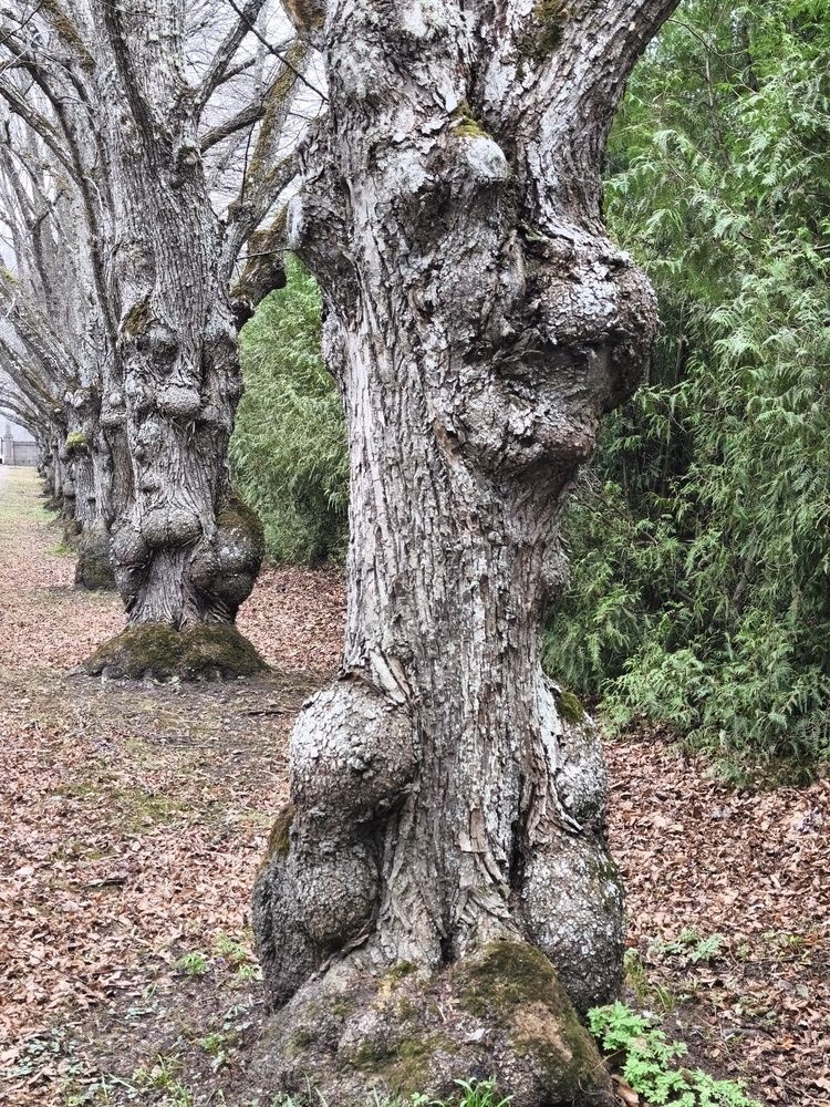 Old trees in the alley