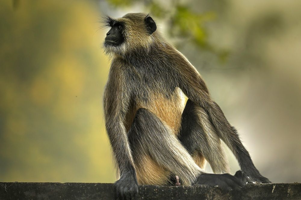 Photograph by DR BIJON GHOSH