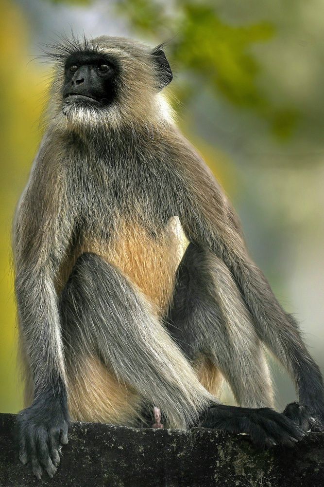 Photograph by DR BIJON GHOSH
