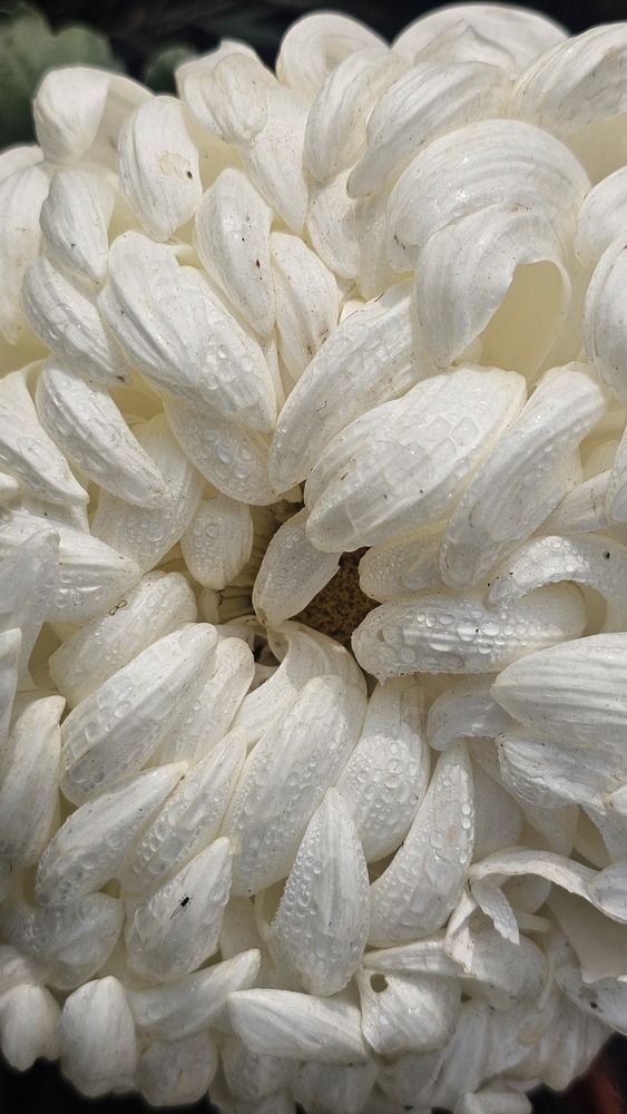 Фотография автора GURJIT SHAH