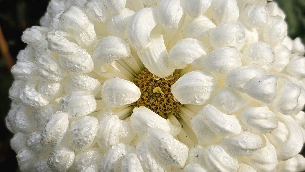 Фотография автора GURJIT SHAH