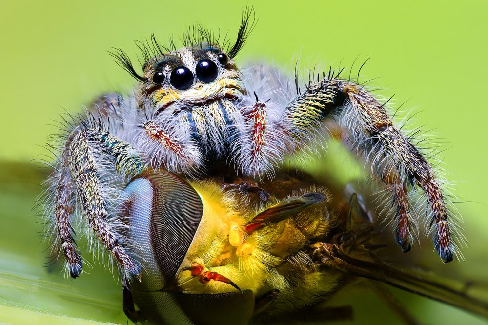 Hyllus diardi