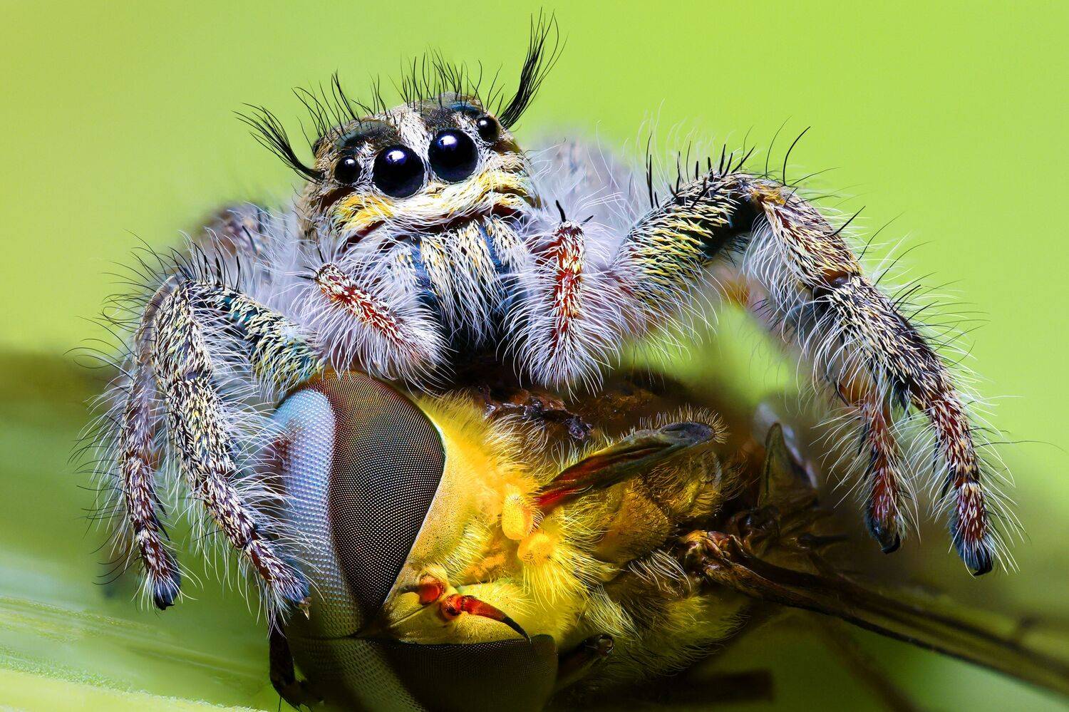 Hyllus diardi