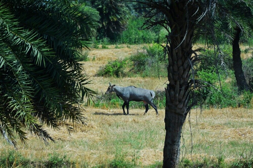 Photograph by Raushan Kumar