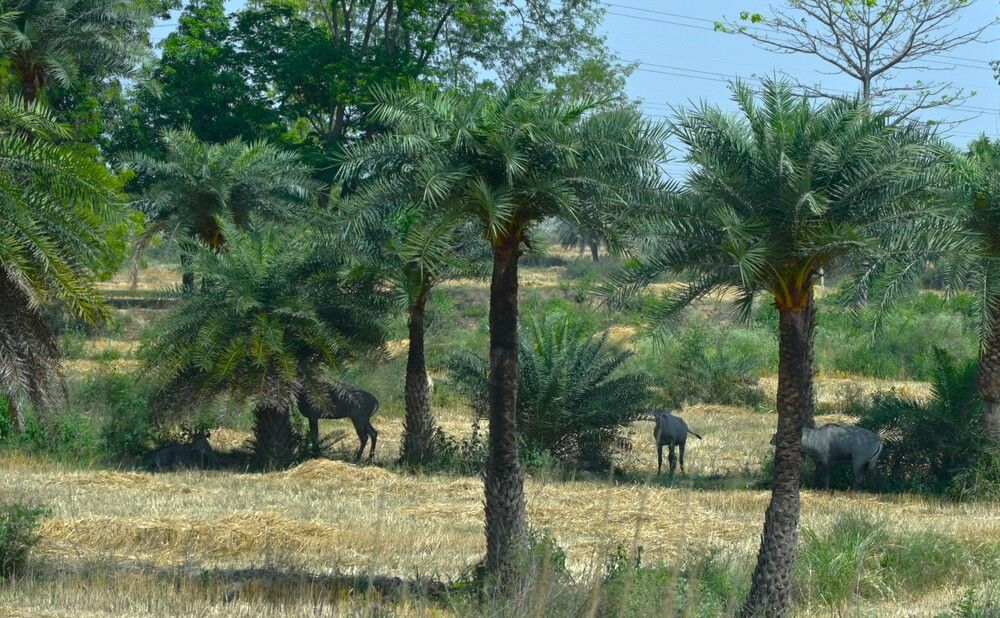 Photograph by Raushan Kumar