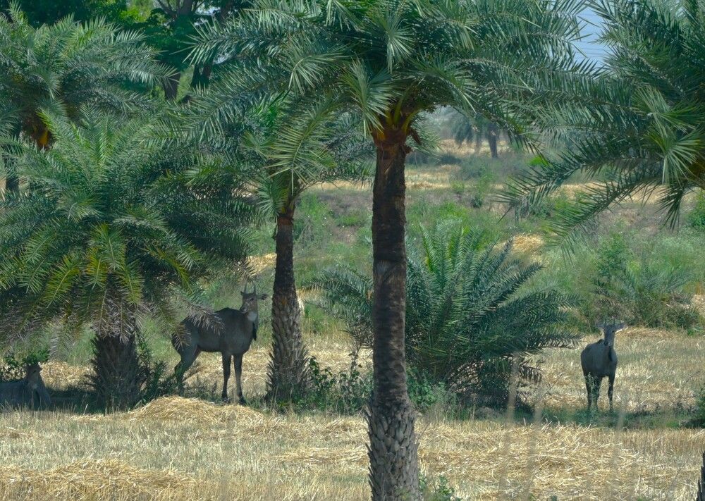 Photograph by Raushan Kumar
