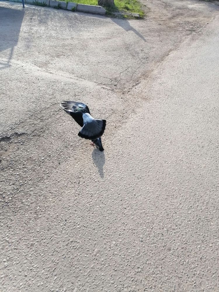 Photo #13567651