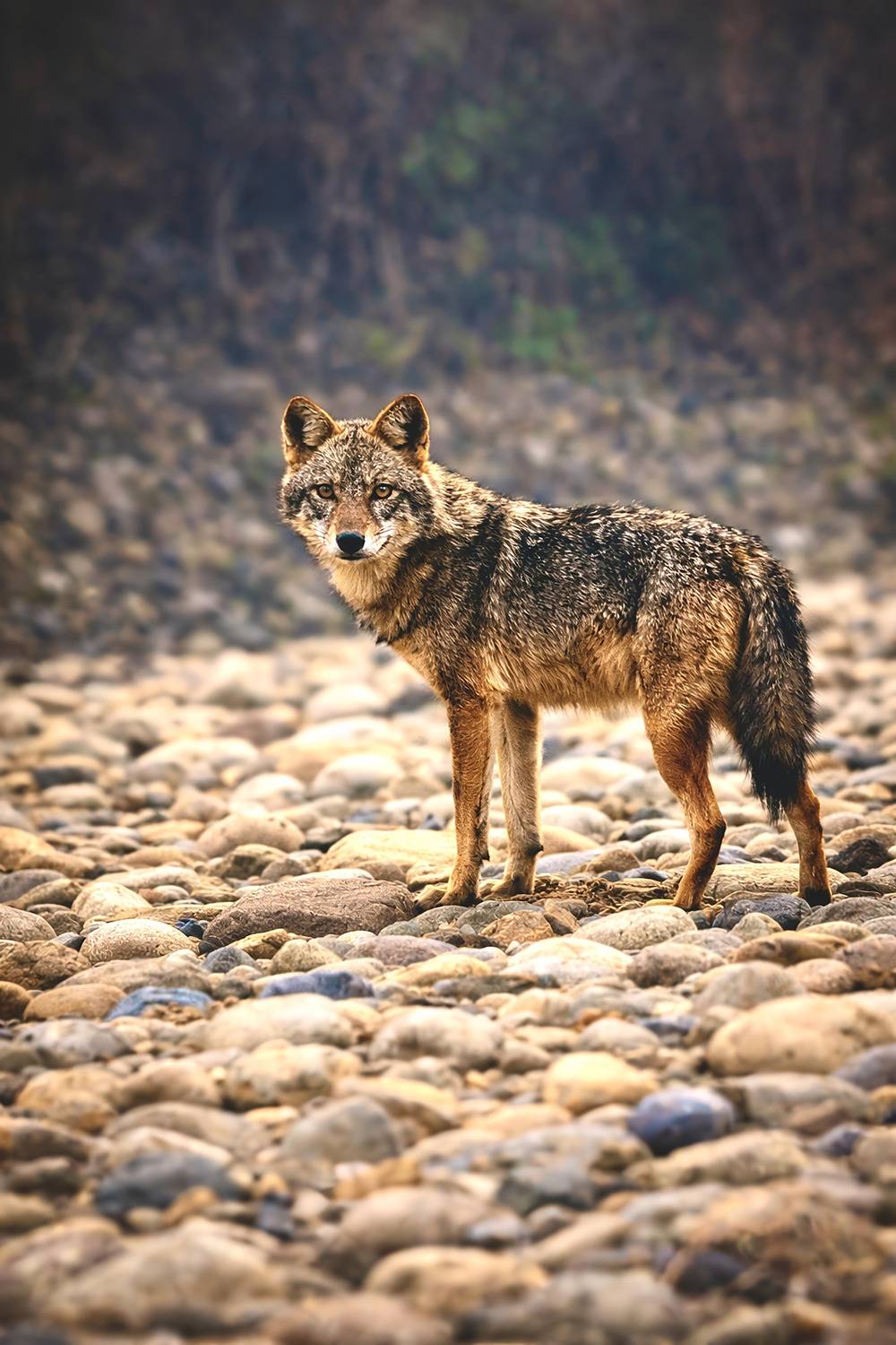 Photo #13567659
