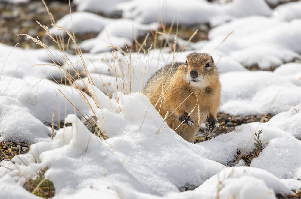 Photograph by Roman Vorobyev