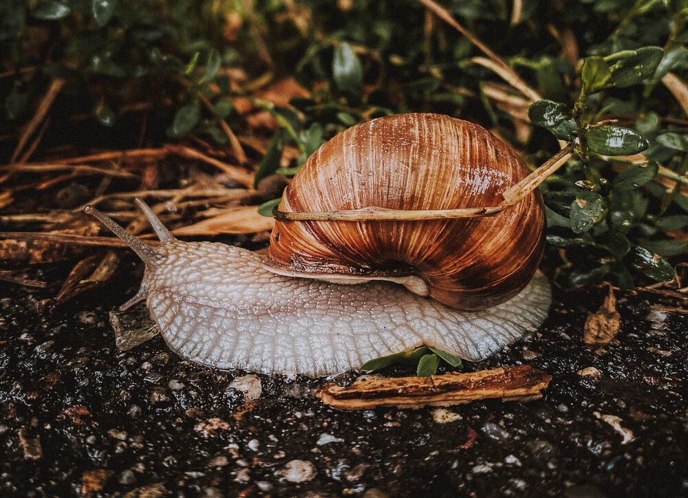 Snail
