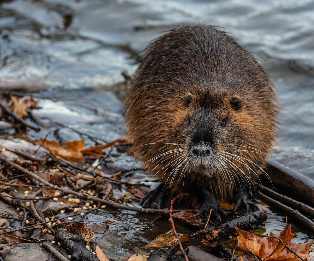 Photograph by Igor Shulkin
