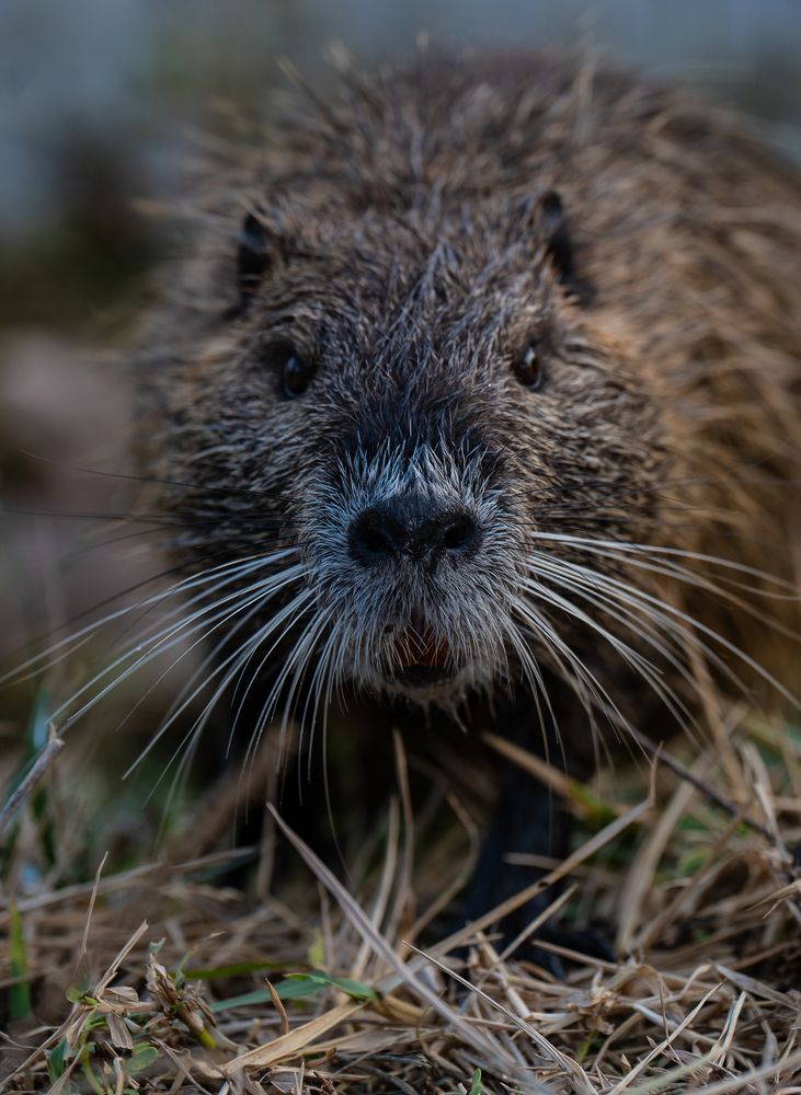 Photograph by Igor Shulkin