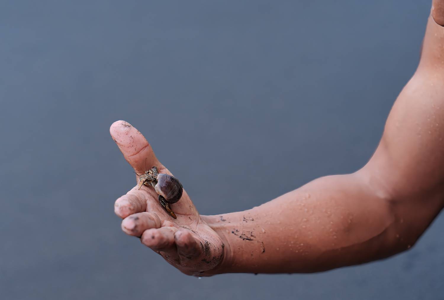 A Tiny Wanderer of the Pacific in Colombia