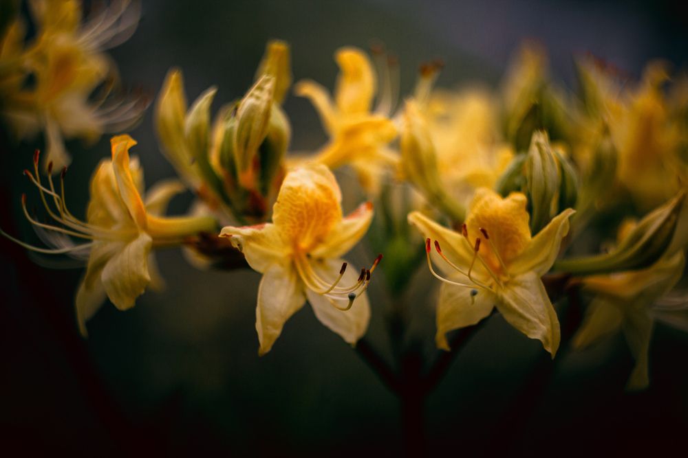 Photograph by Вазген Бояджян