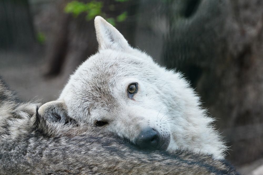 Photograph by Mary Varlamova