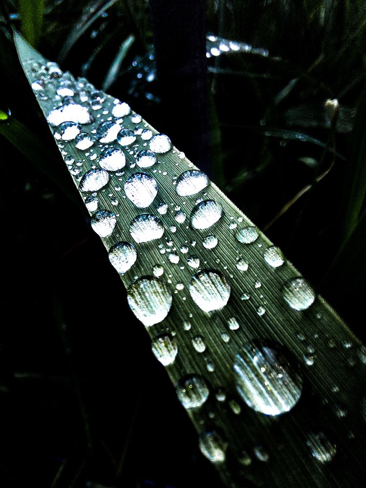 Photograph by Ivan Goshtanar