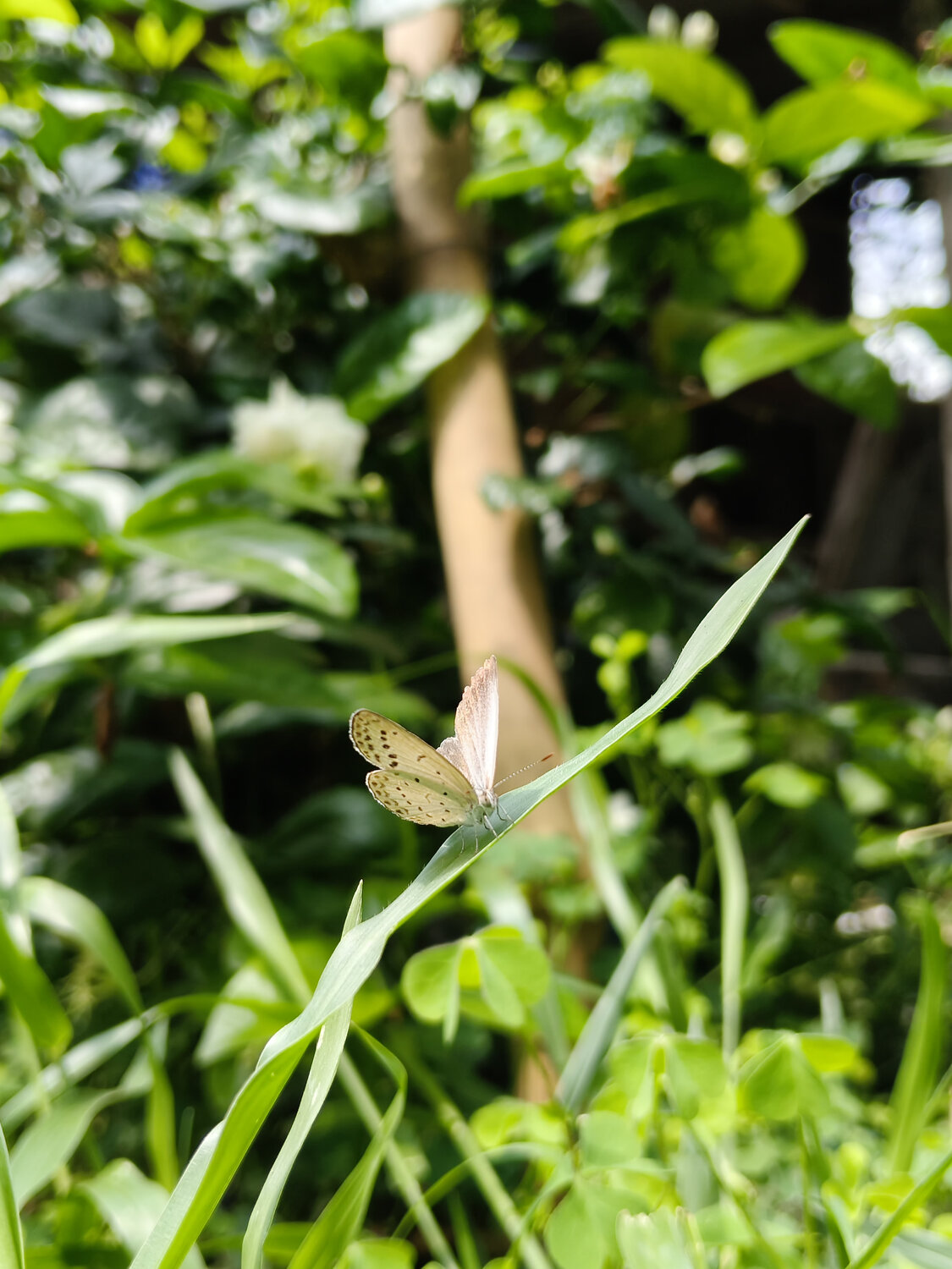 A Little Butterfly