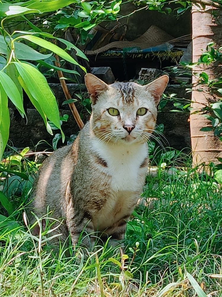 The Cat