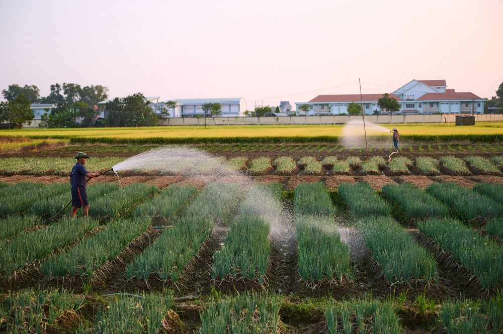 Watering the scallions, Hoi Island