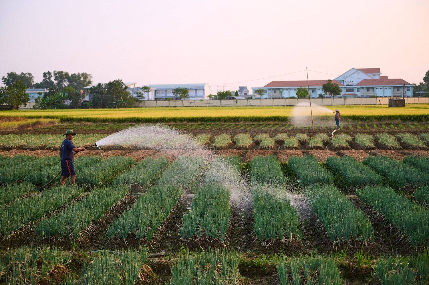 Watering the scallions, Hoi Island