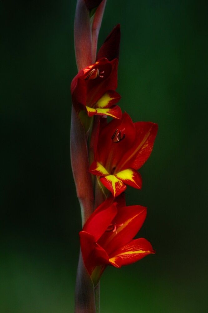 Photograph by Miguel Alejandro Soriano Ruiz