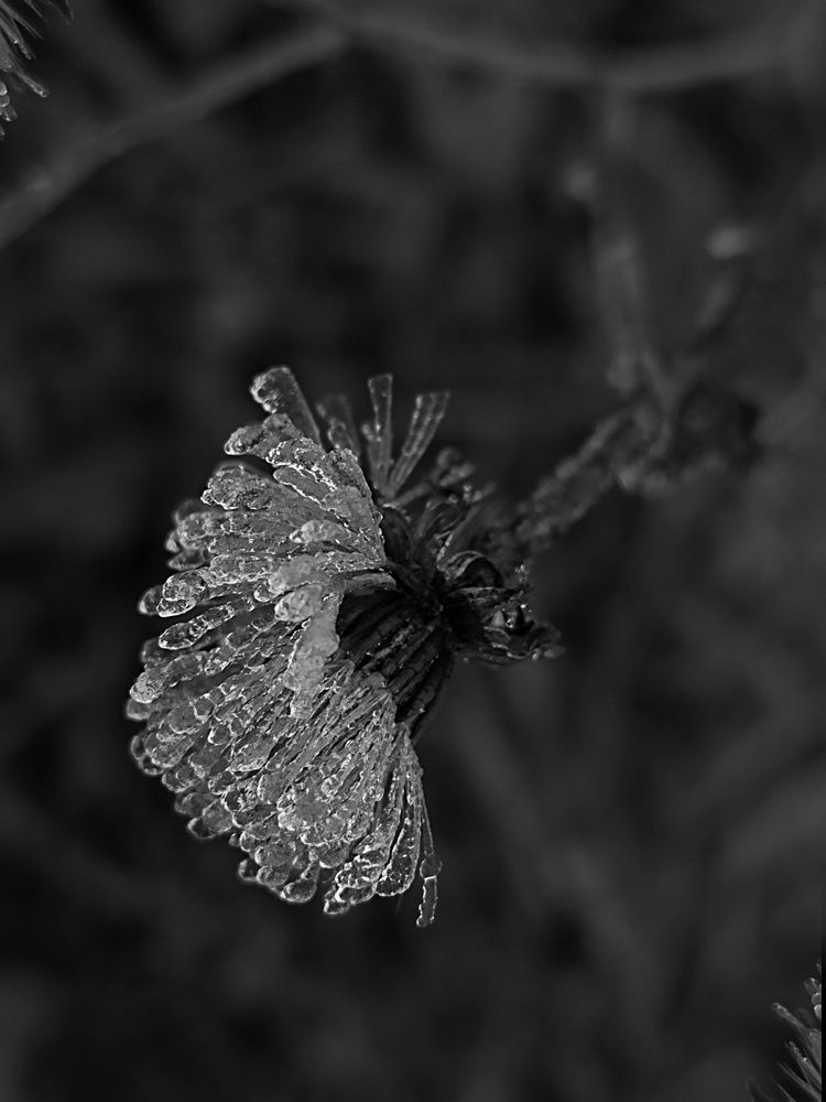 Photograph by Ирина Семенович