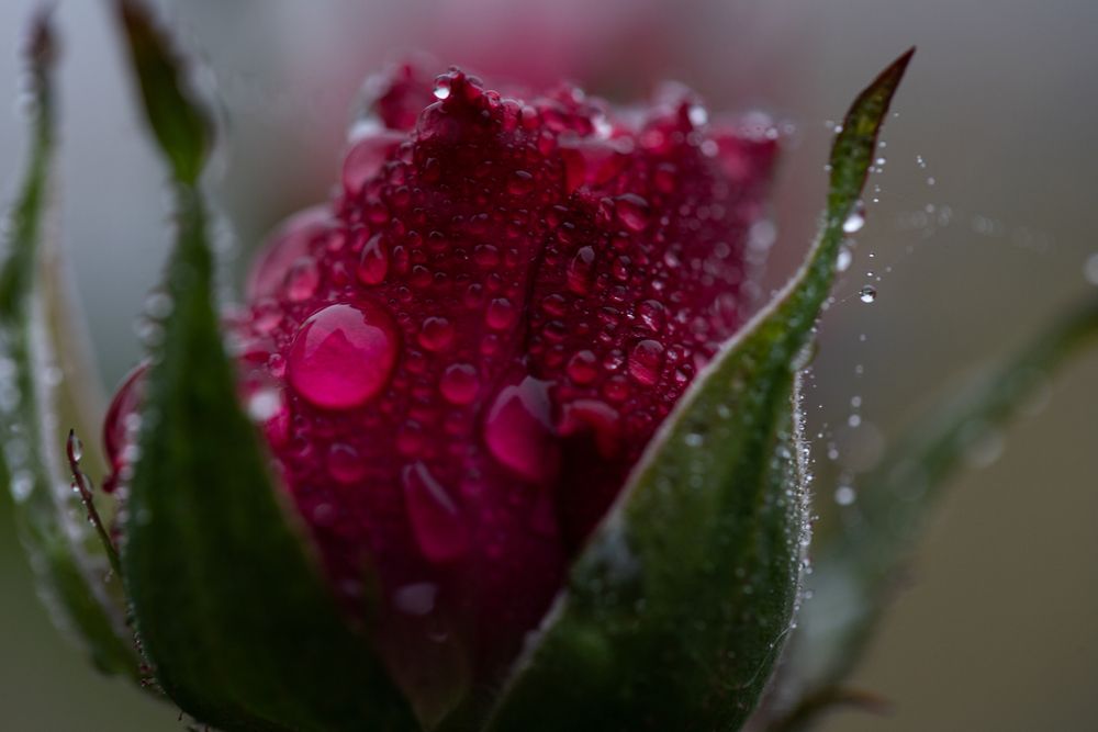 Photograph by Алена Волкова