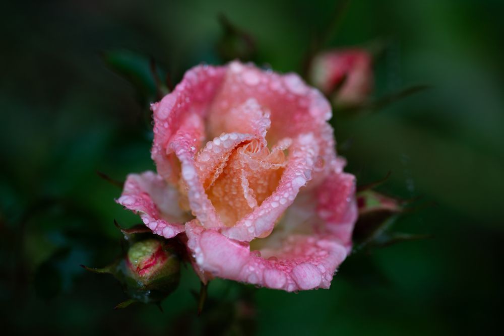 Photograph by Алена Волкова
