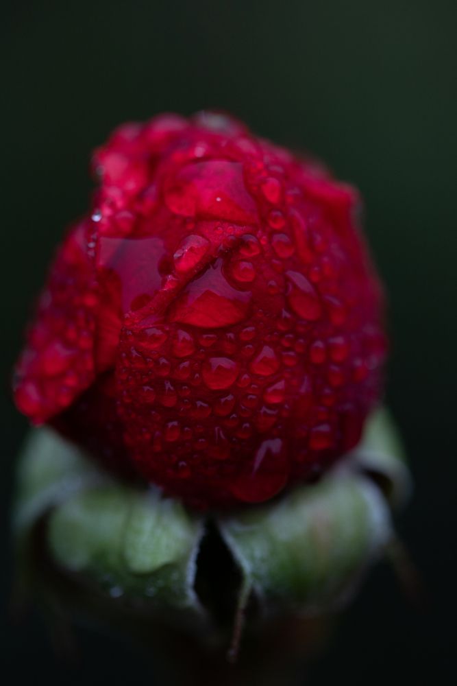Photograph by Алена Волкова