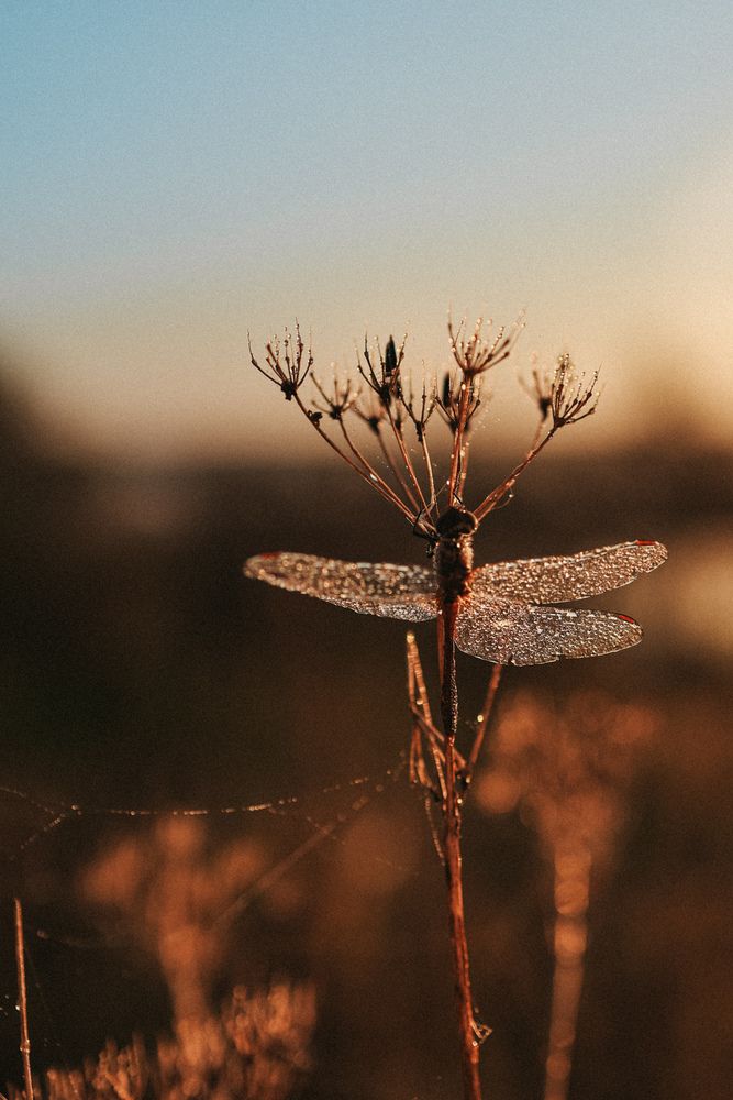 Photograph by Ирина Романовская