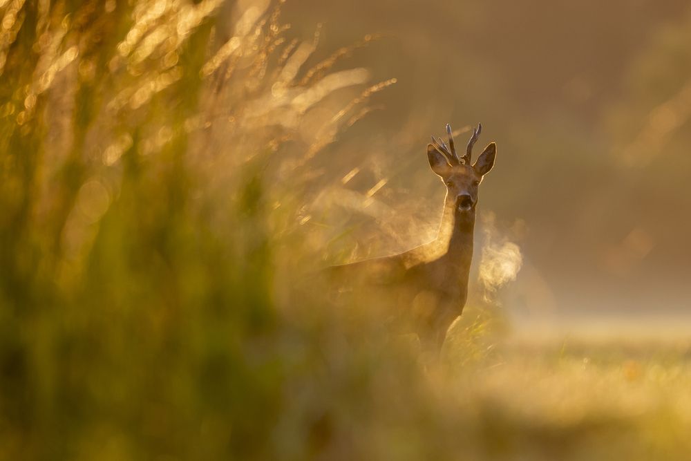 Photograph by Flora Jakab