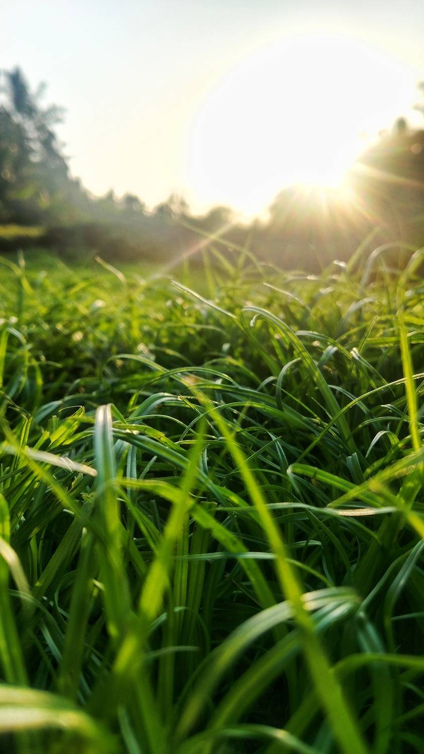 Grassland