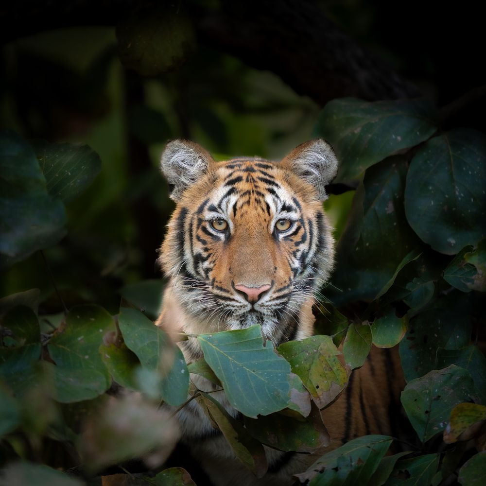 Photograph by Ayan Bhattacharya