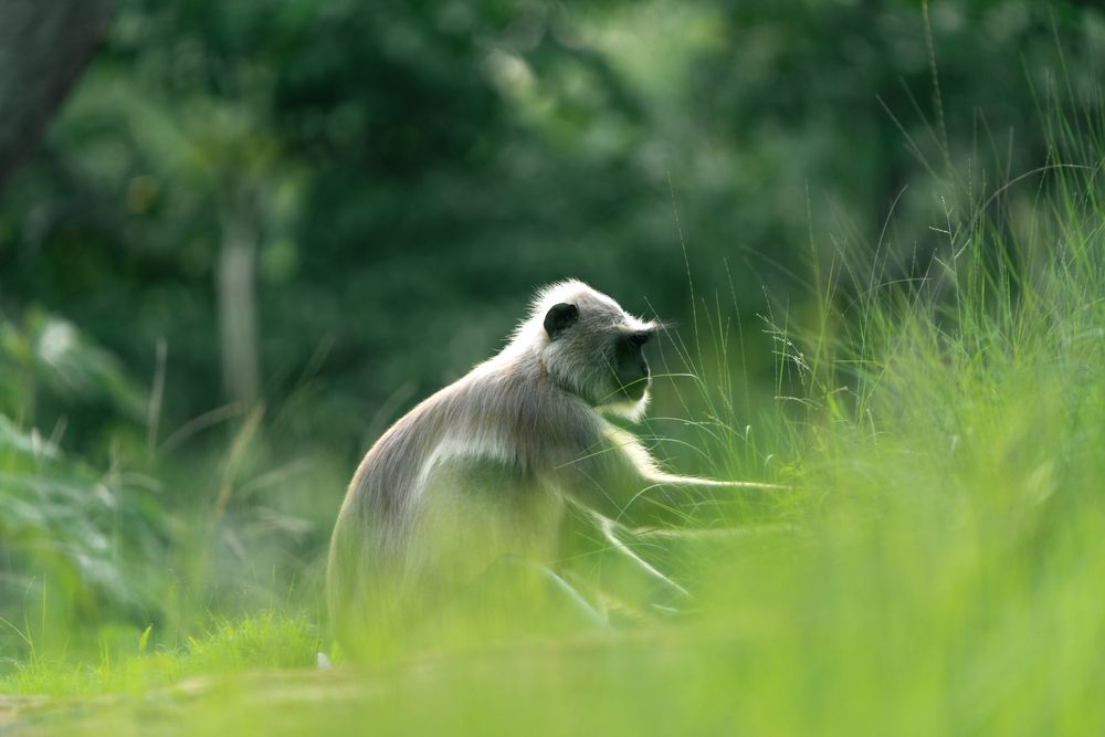 Whispers Through the Grass