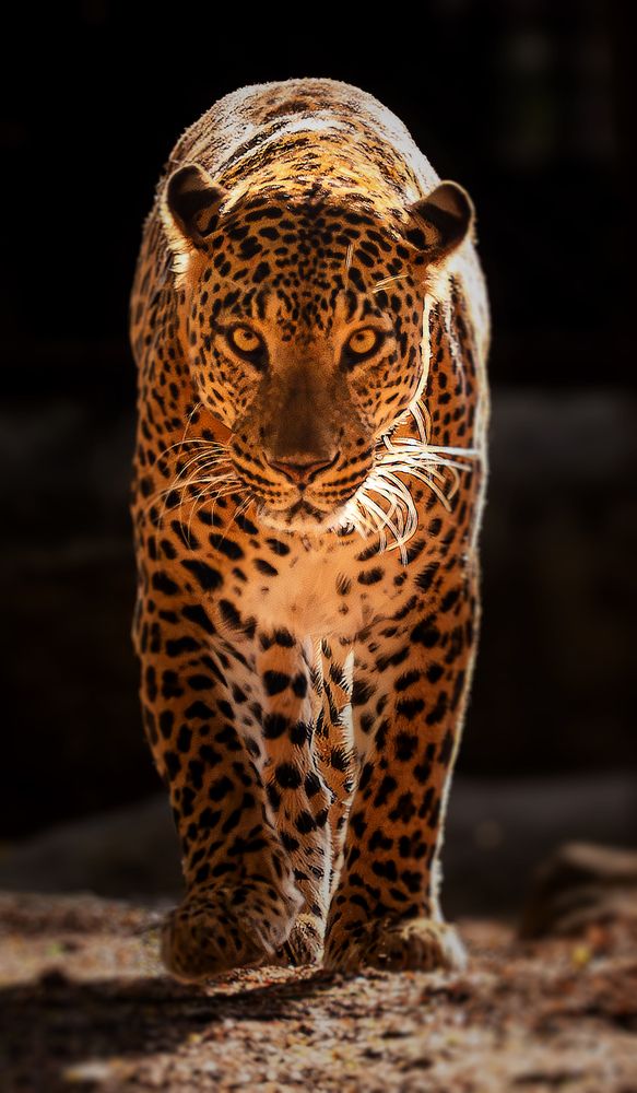 Фотография автора Subhajit Basak