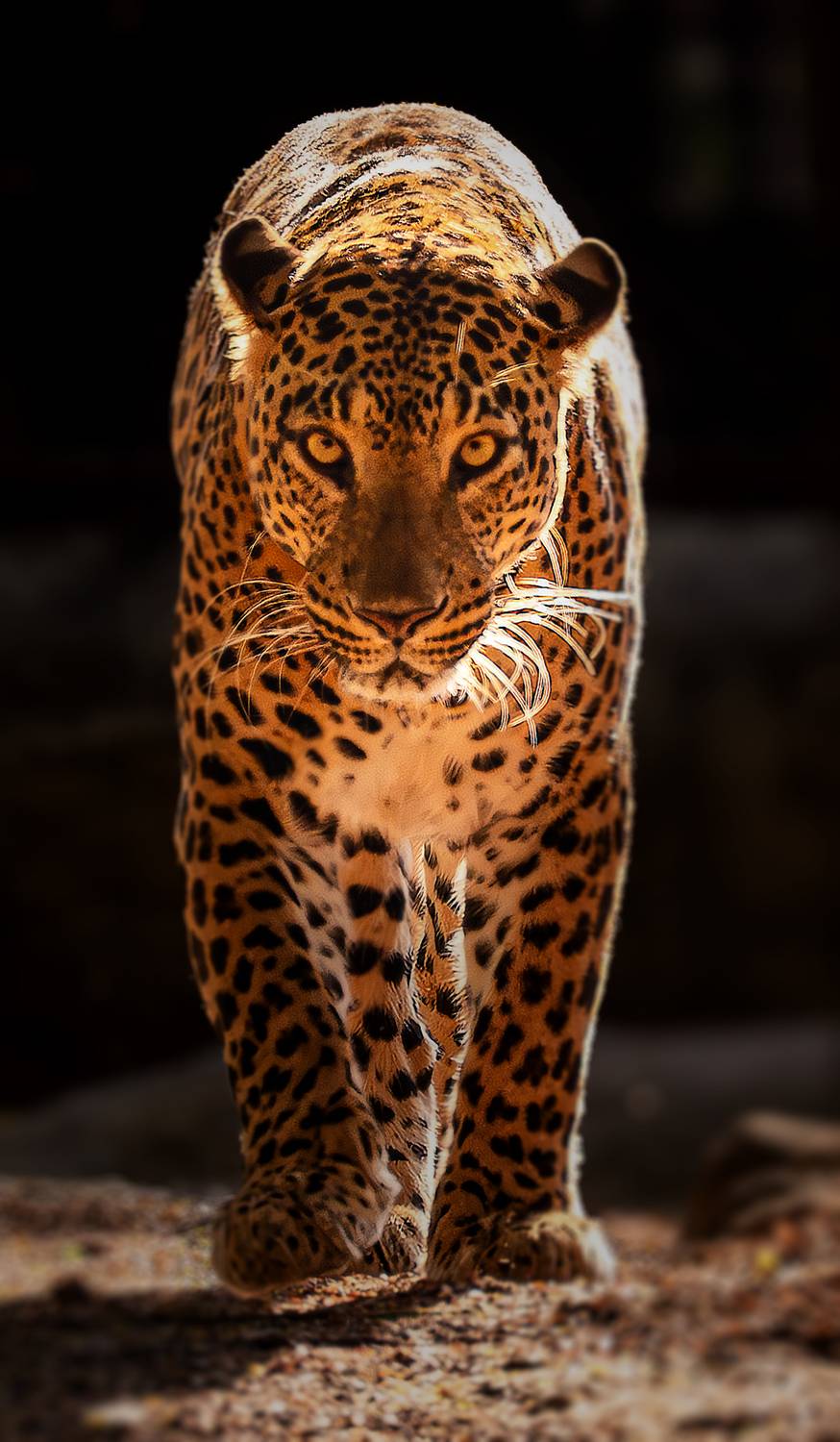 Photo #13570867