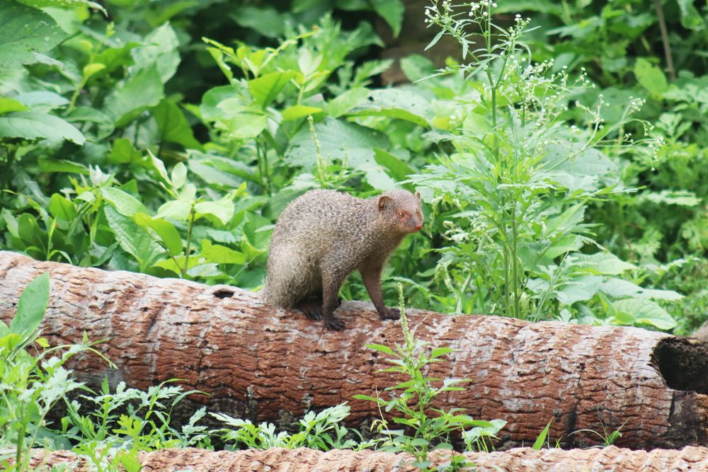 Photograph by SURAJIT SARKAR