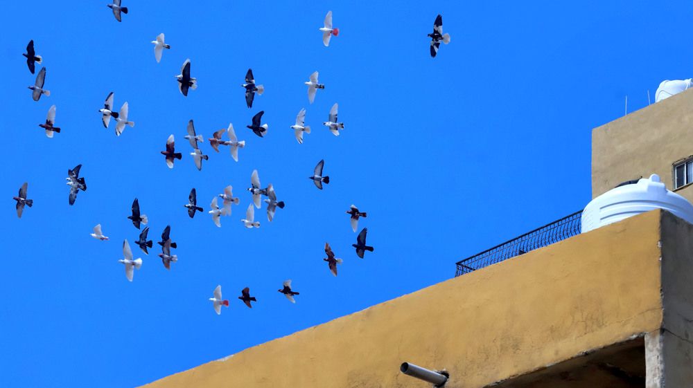 A domestic pigeon flies over the roof of a house
