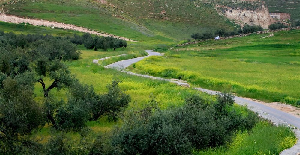 A secondary road runs through farmland where spring flowers have sprouted