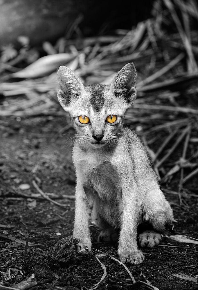 The Lost Kitty