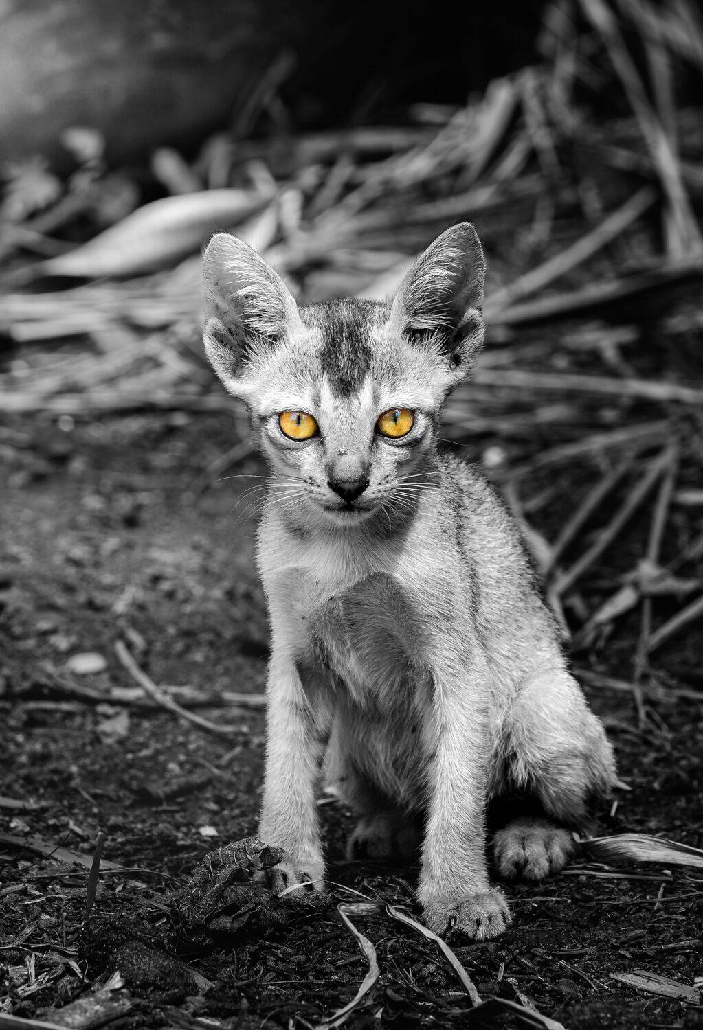The Lost Kitty
