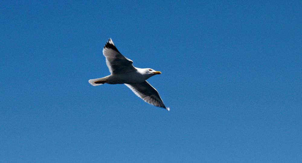 Flying Seagull