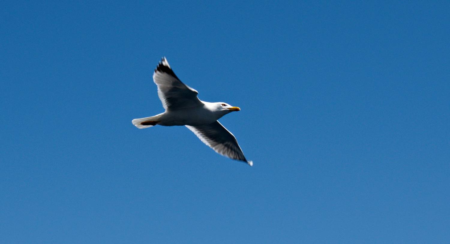 Flying Seagull