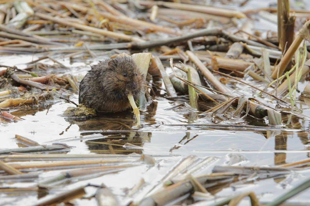 Водяная полёвка (Arvicola amphibius) что-то жуёт :)