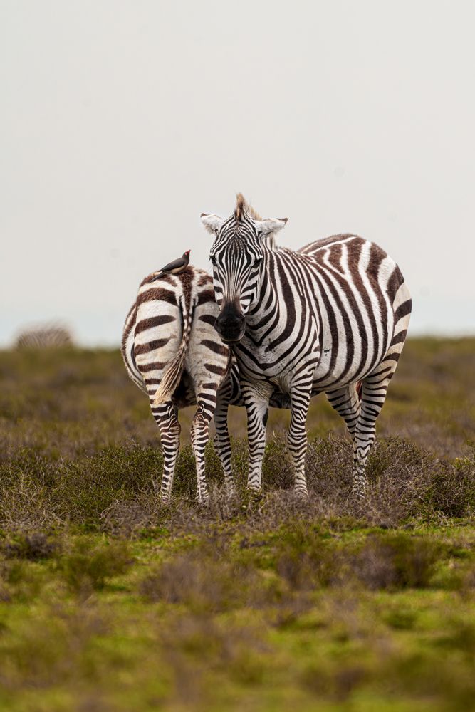 Stripes of Harmony