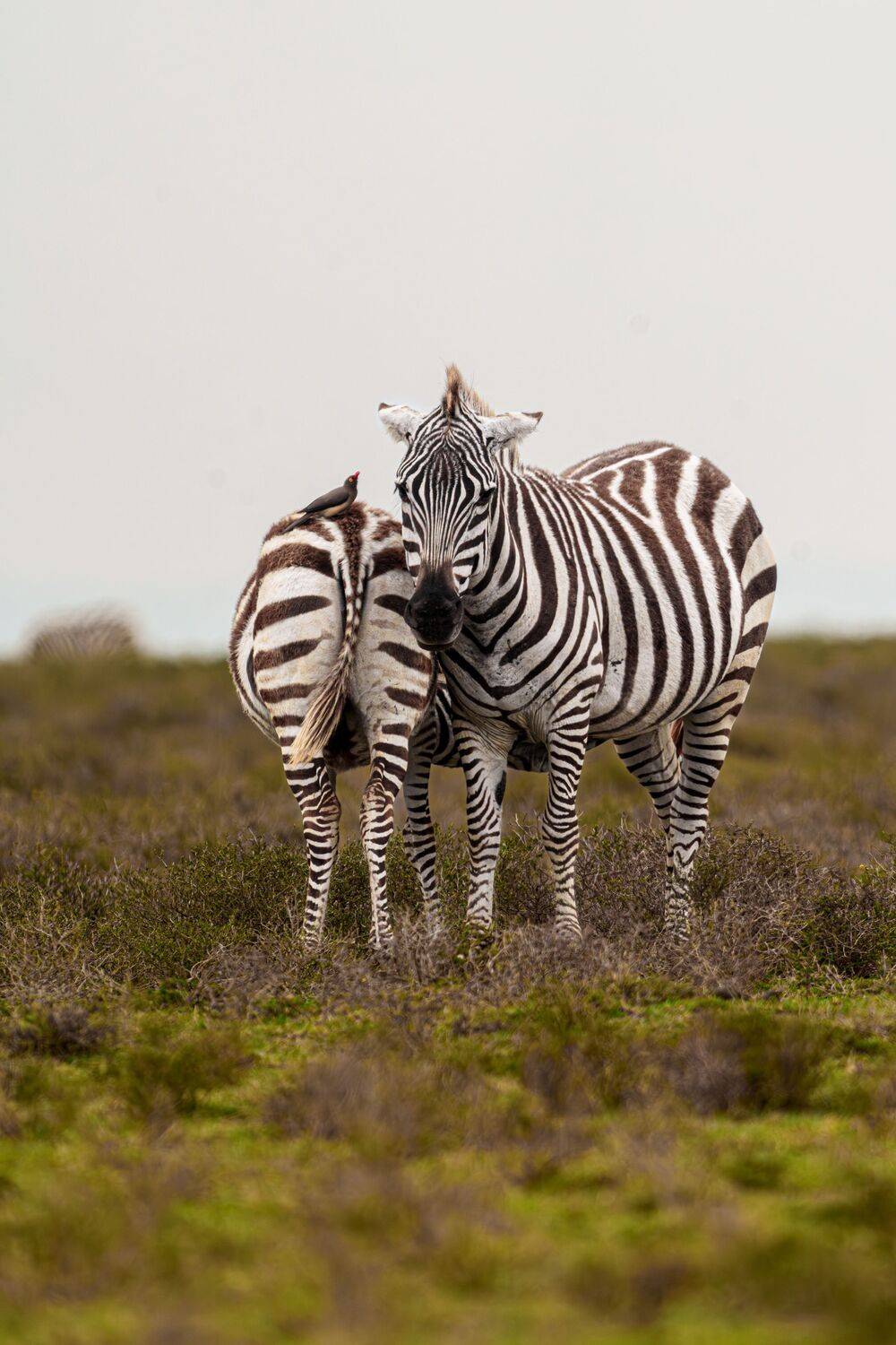Stripes of Harmony