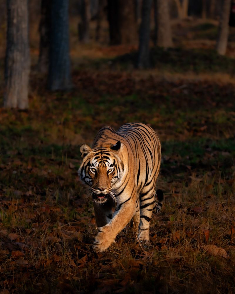 Фотография автора Mahesh Jagwani