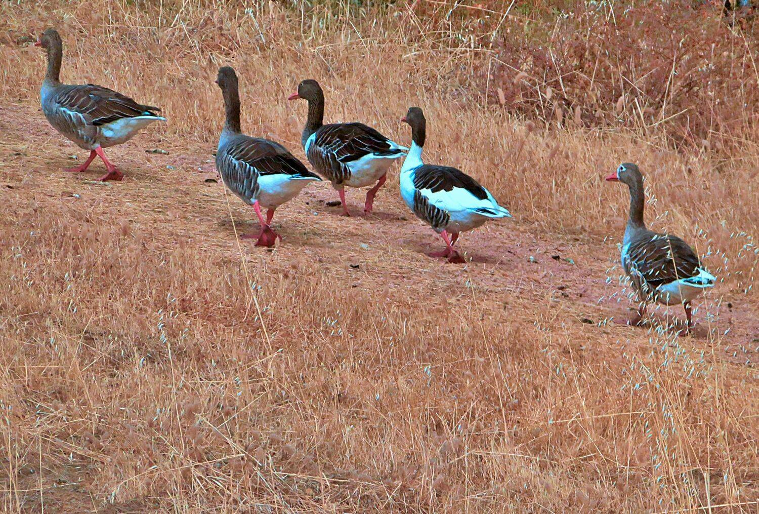 Geese walk