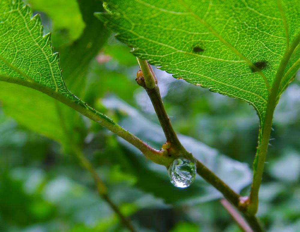 Photograph by Лариса Рулёва